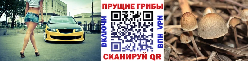 сколько стоит  blacksprut ТОР  Псилоцибиновые грибы Magic Shrooms  Духовщина 